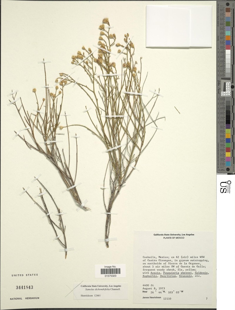 Medranoa pseudobaccharis photo 2