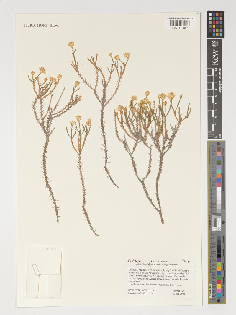 Medranoa purpusii