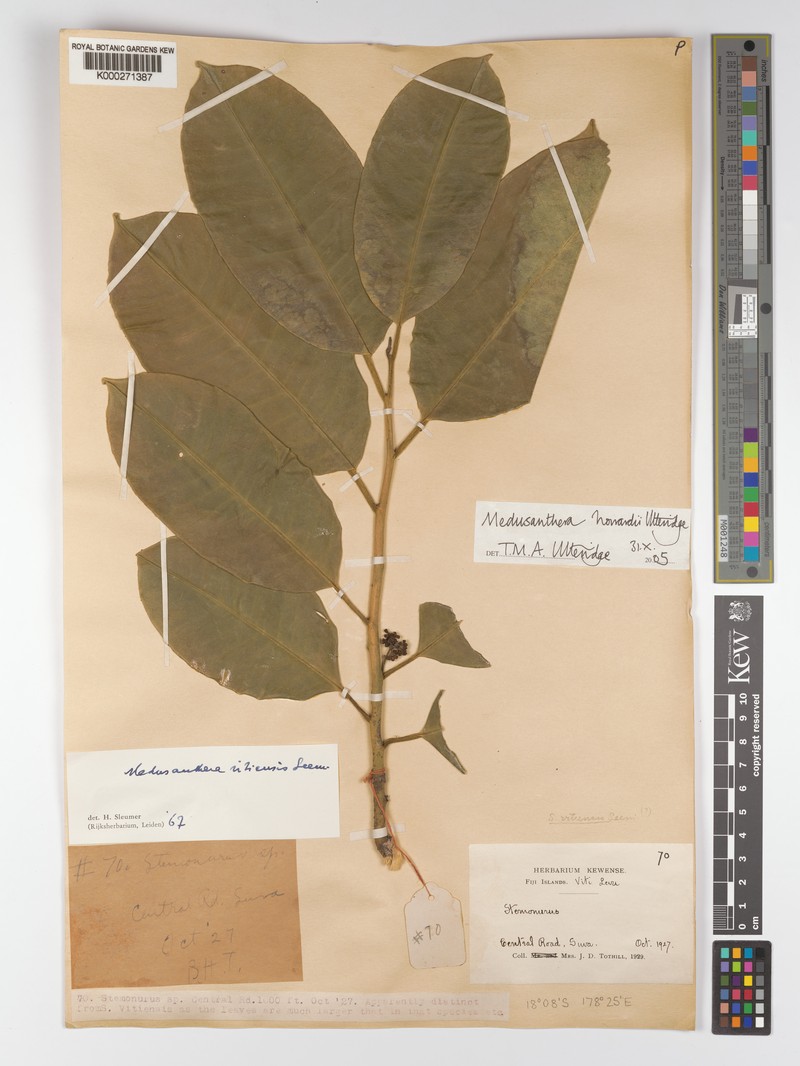 Medusanthera howardii