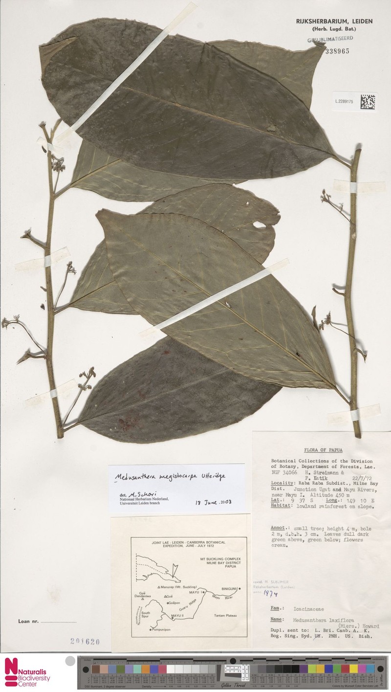 Medusanthera megistocarpa