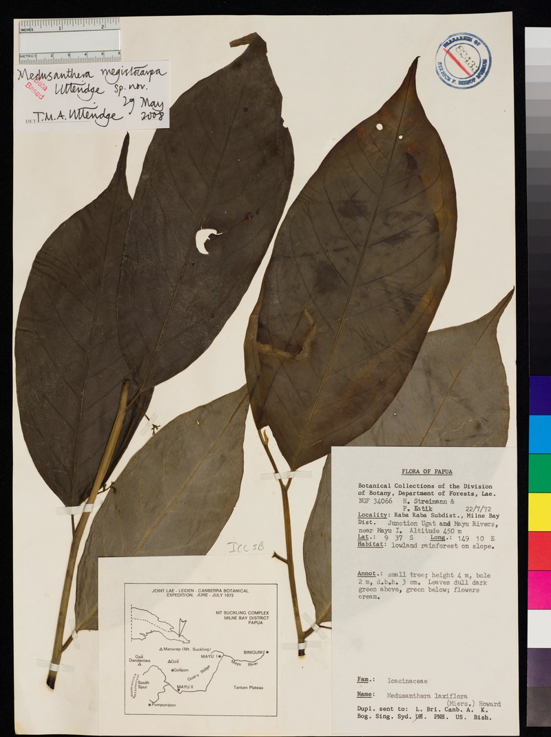 Medusanthera megistocarpa photo 2