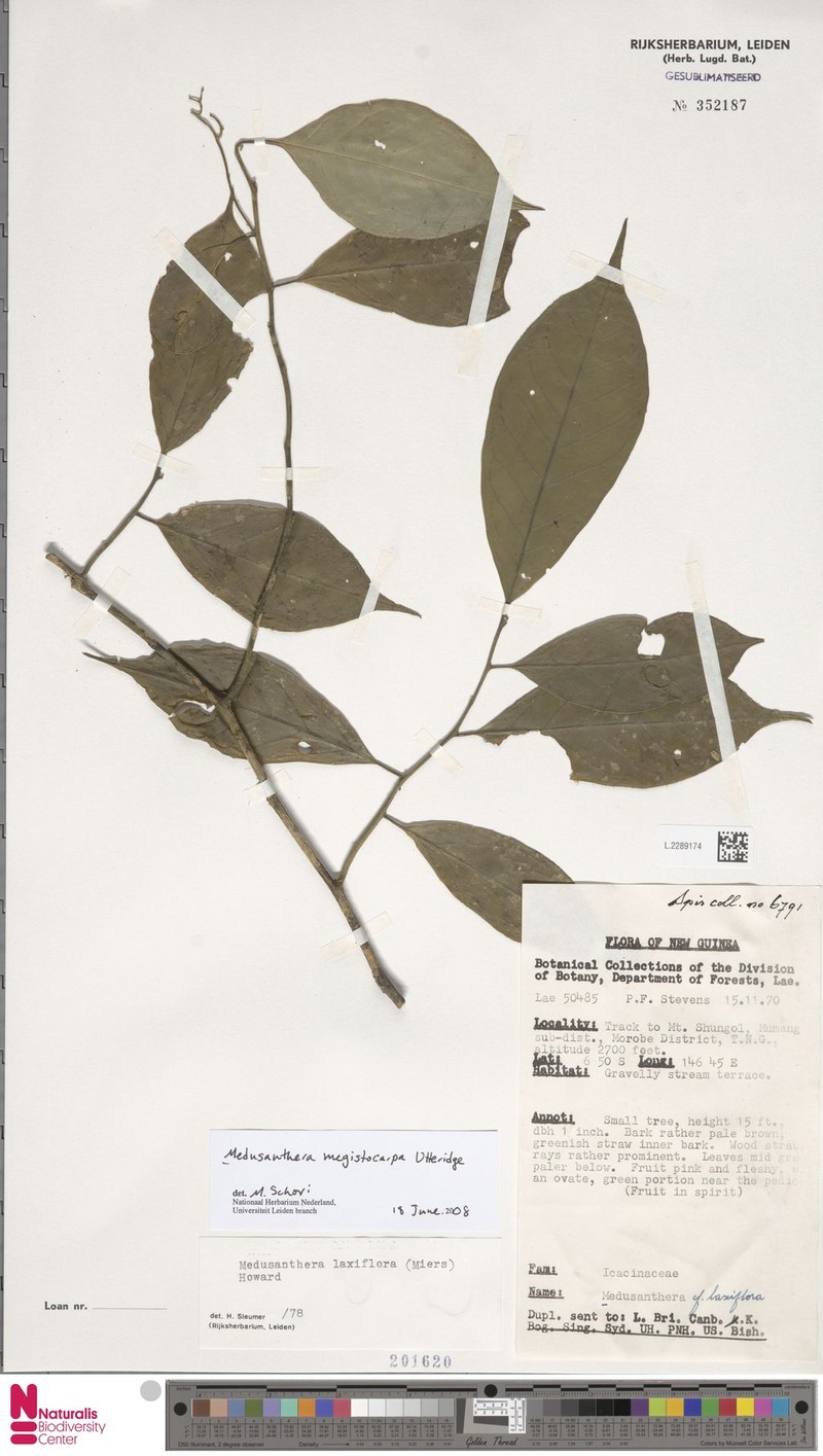 Medusanthera megistocarpa photo 3