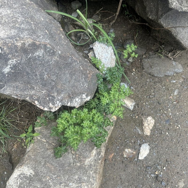 Meeboldia delavayi