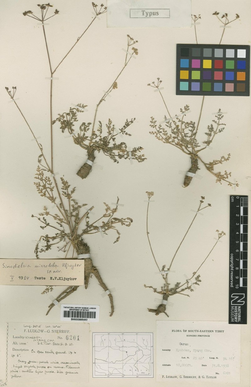 Meeboldia microloba