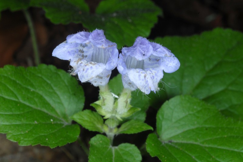 Meehan's Mint photo 2