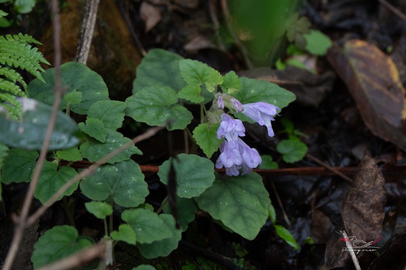 Meehania zheminensis