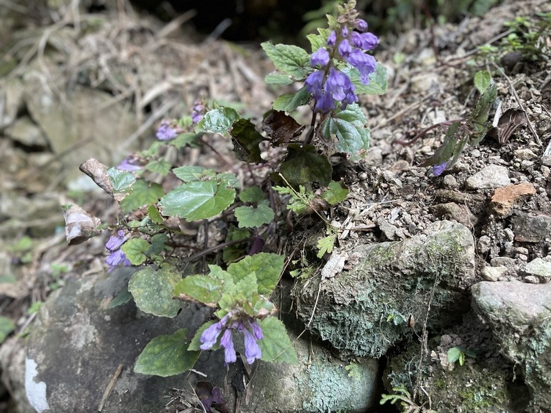 Meehania zheminensis photo 2