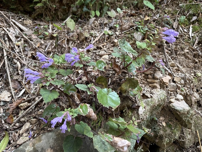 Meehania zheminensis photo 3