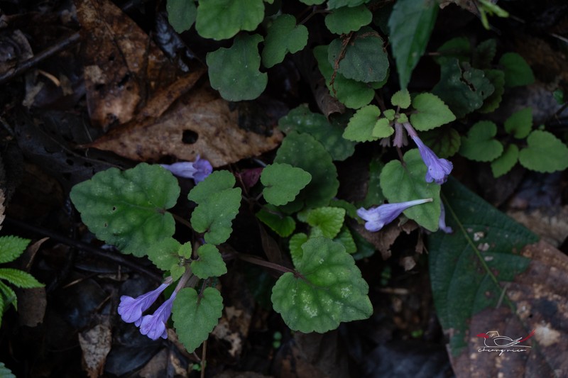 Meehania zheminensis photo 4