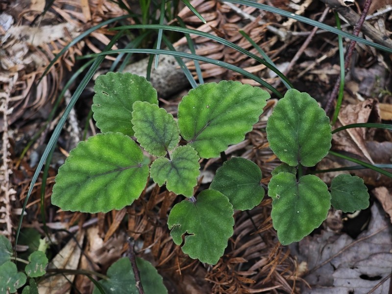 Meehania zheminensis photo 5