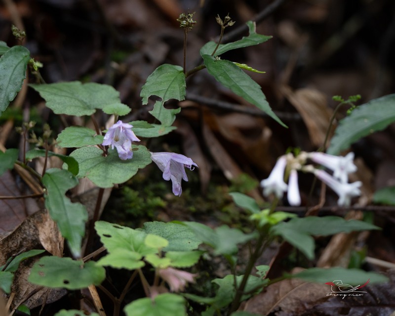 Meehania zheminensis photo 6