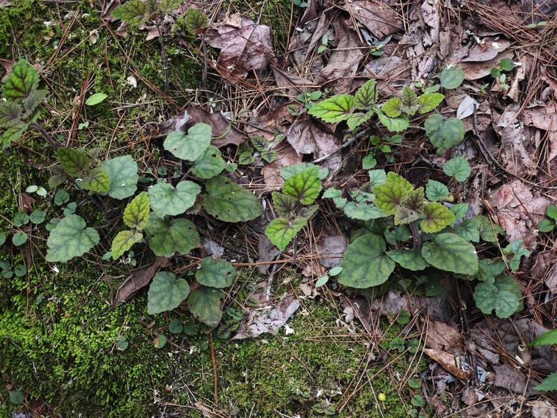 Meehania zheminensis photo 7