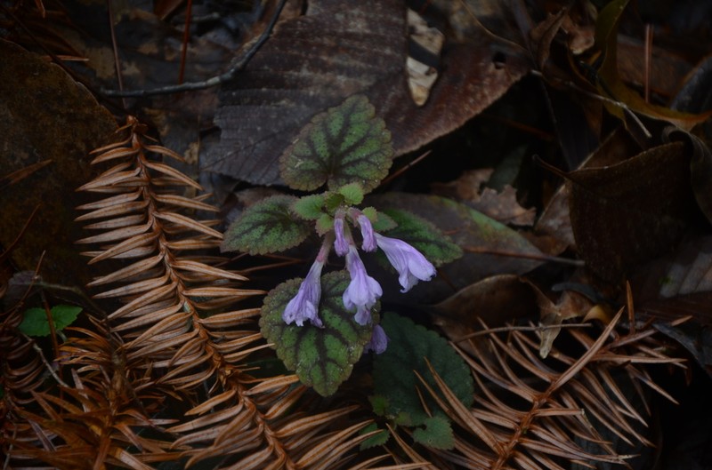 Meehania zheminensis photo 8