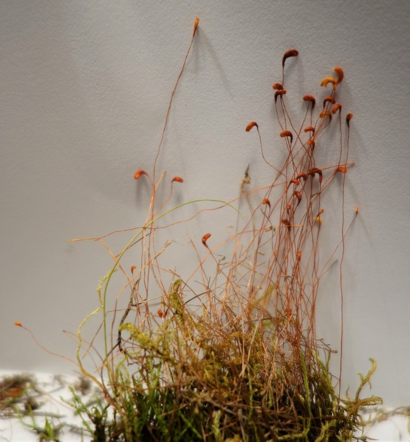 Meesia Moss photo 5