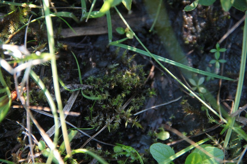 Meesia Moss photo 4