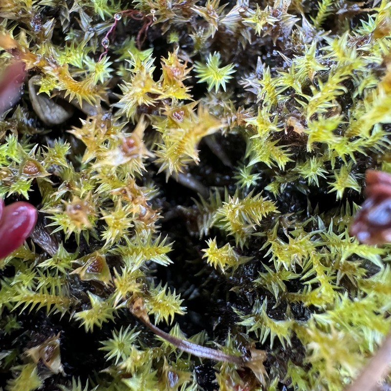 Meesia Moss photo 6