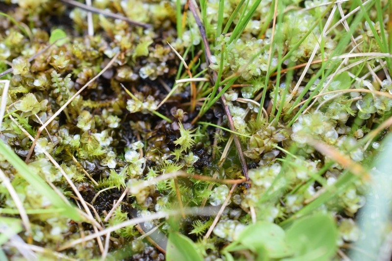 Meesia Moss photo 7