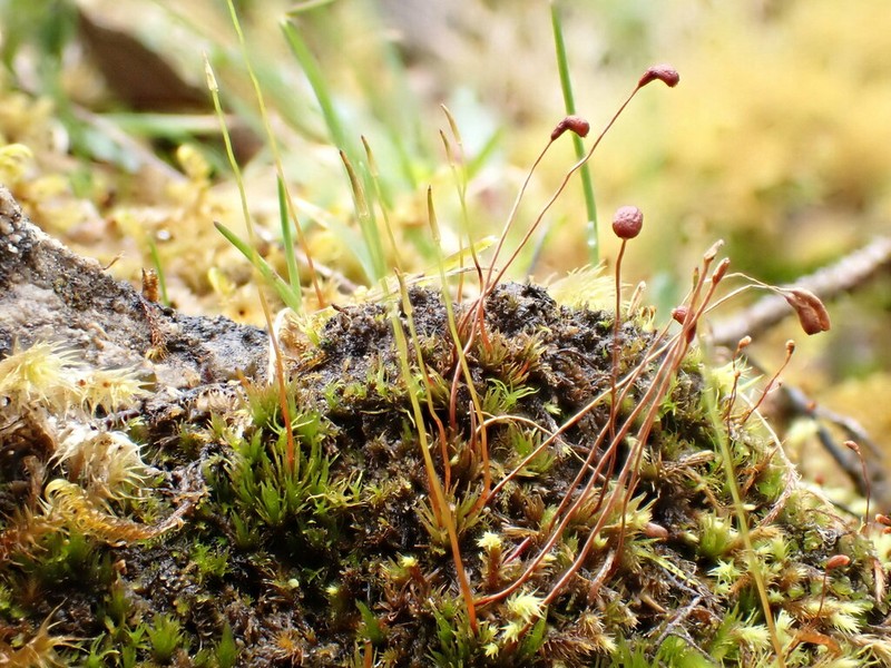 Meesia Moss photo 3