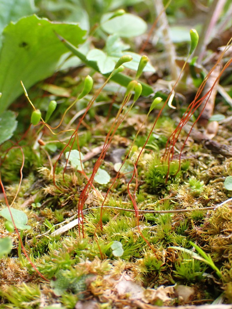 Meesia Moss photo 5