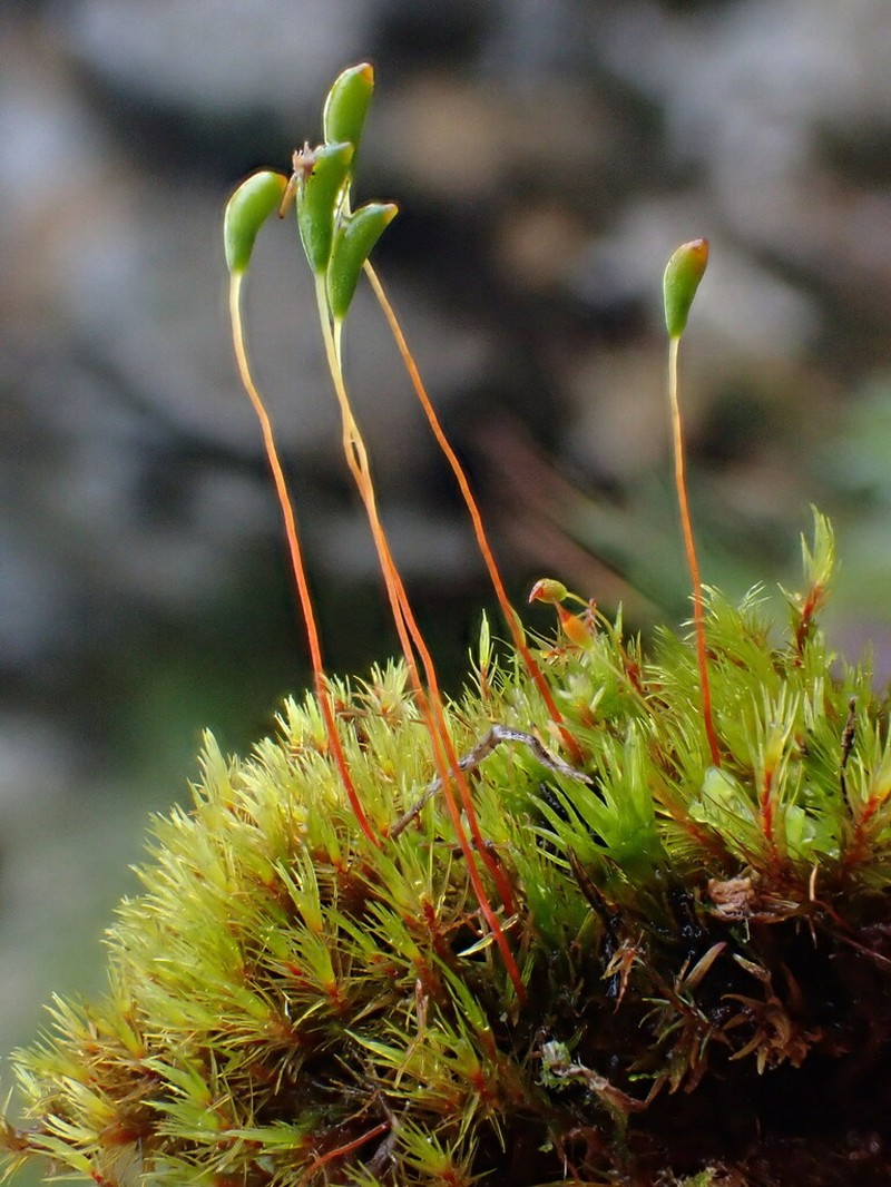 Meesia Moss photo 6