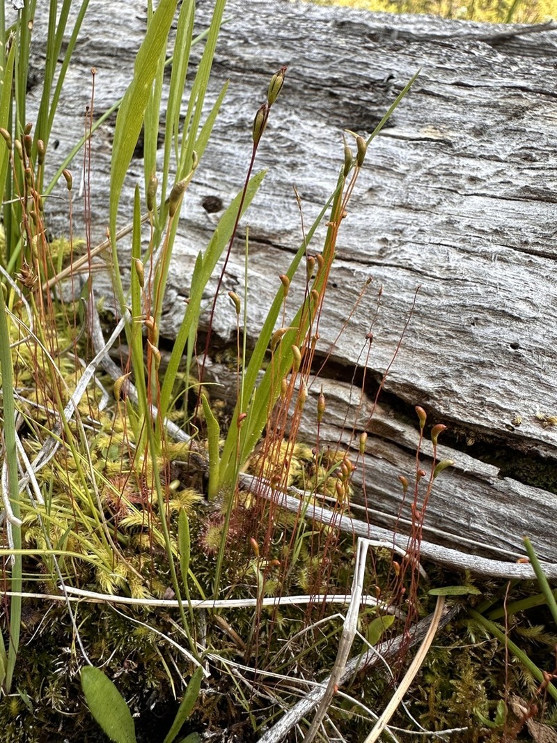 Meesia Moss photo 7