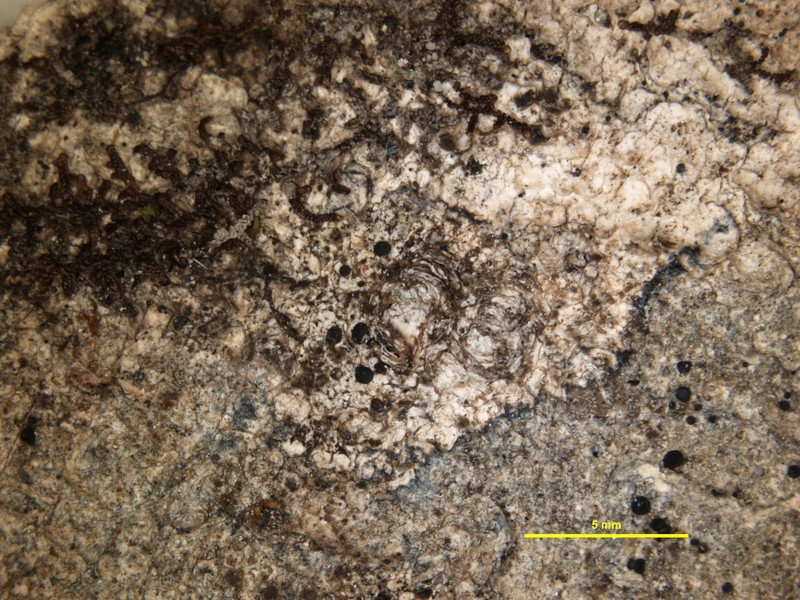Megalaria brodoana photo 2