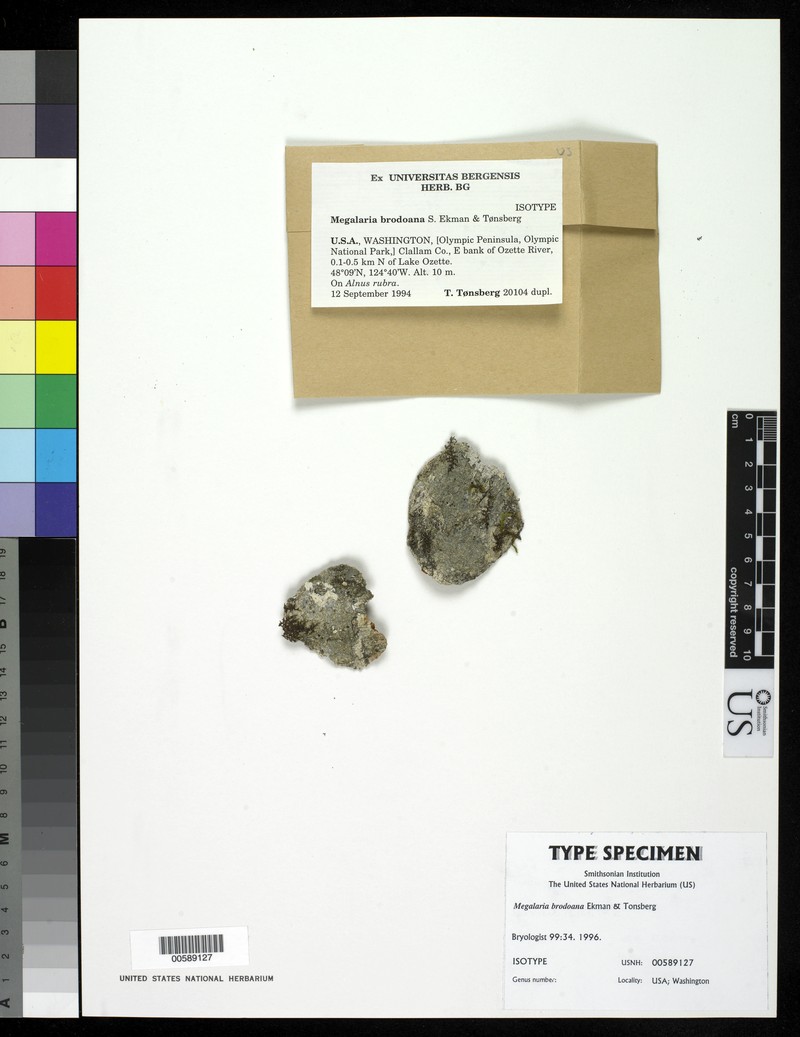Megalaria brodoana