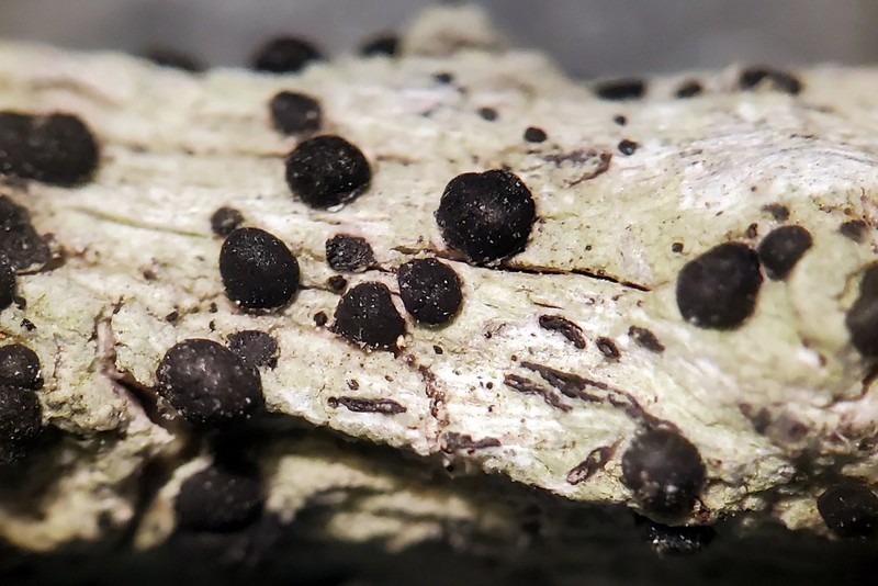 Megalaria columbiana photo 2
