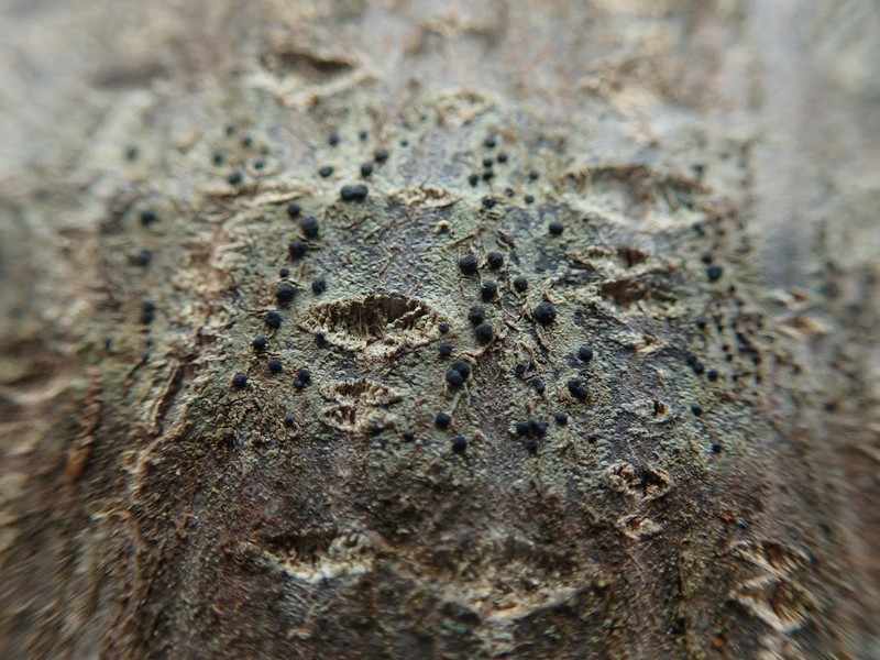 Megalaria columbiana photo 3