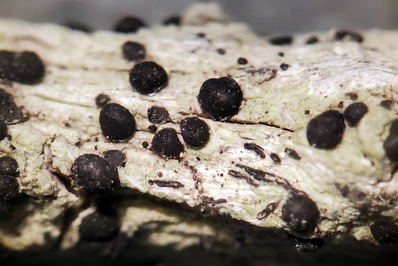 Megalaria columbiana photo 4