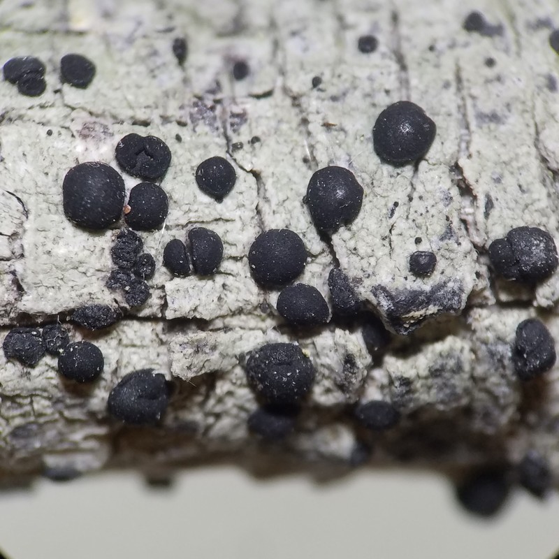 Megalaria columbiana photo 5