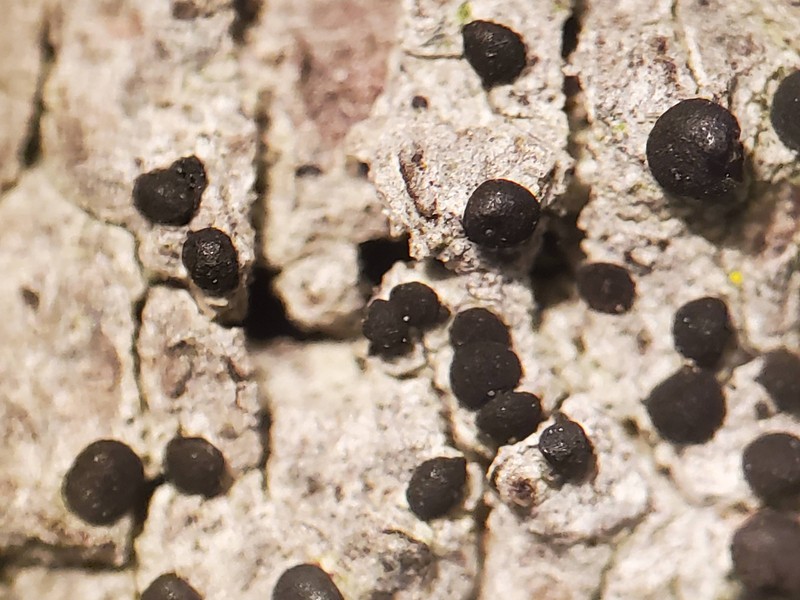Megalaria columbiana photo 6