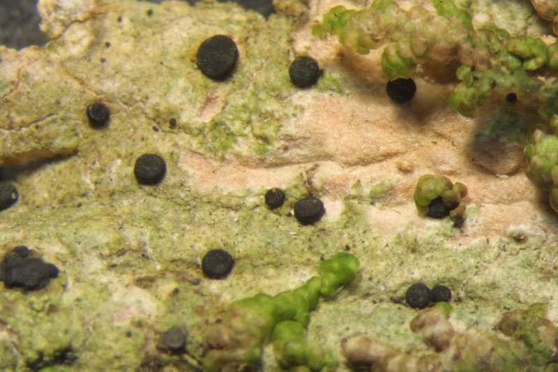 Megalaria Lichen