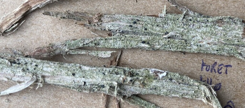 Megalaria Lichen