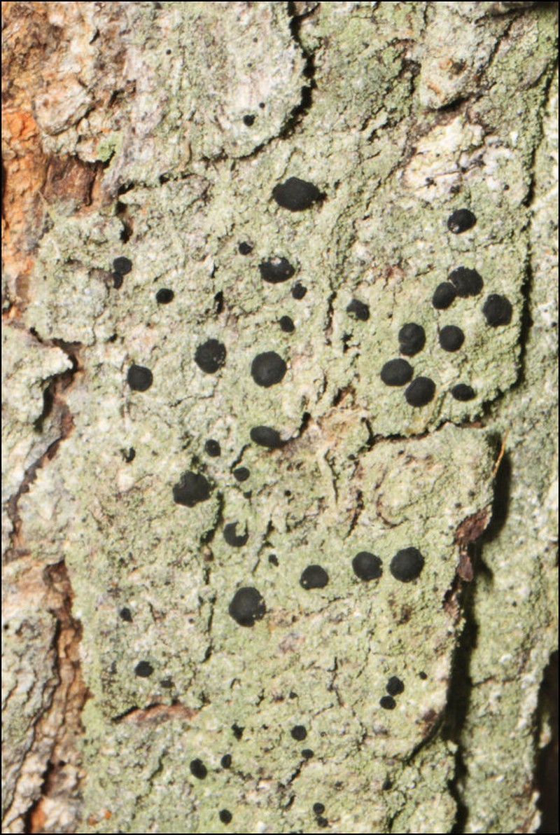 Megalaria Lichen photo 2