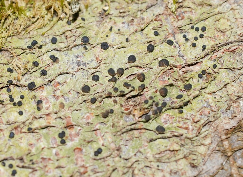 Megalaria Lichen photo 3