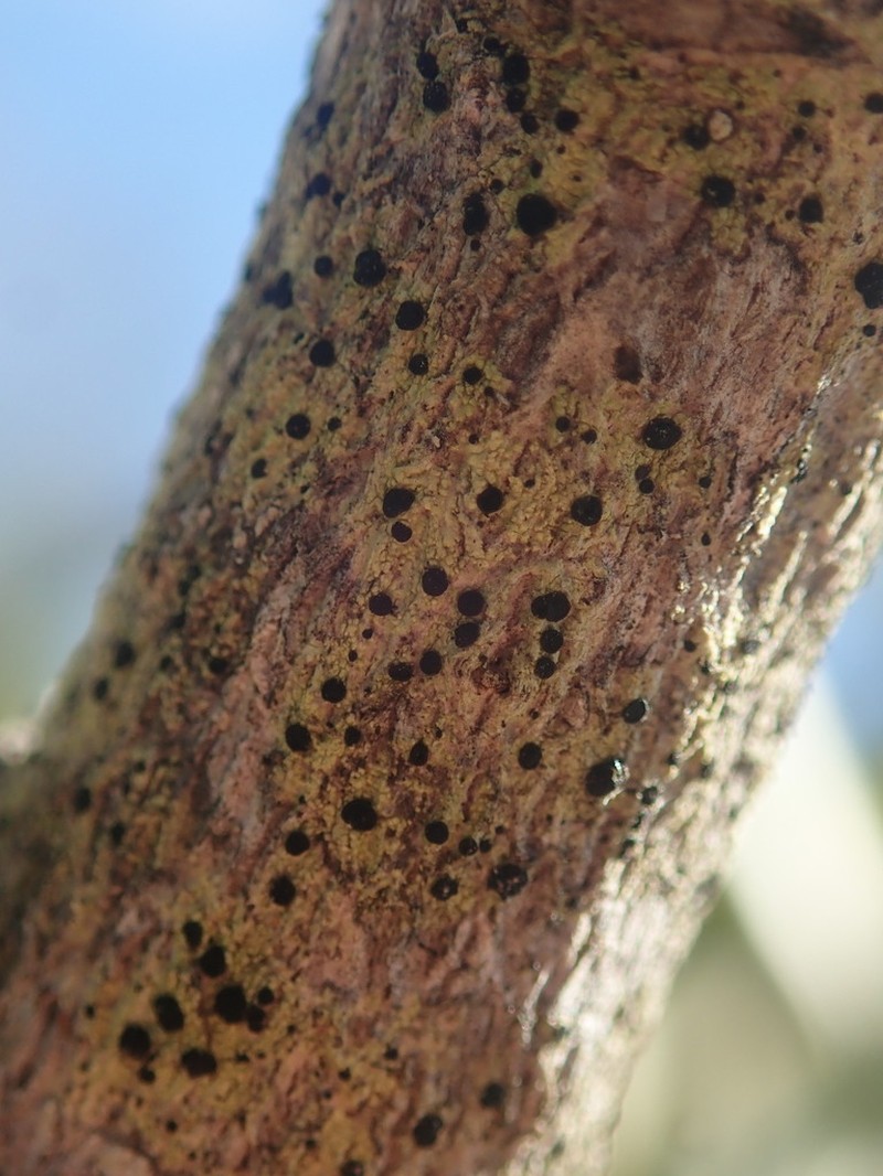 Megalaria Lichen photo 4