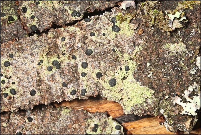 Megalaria Lichen photo 5