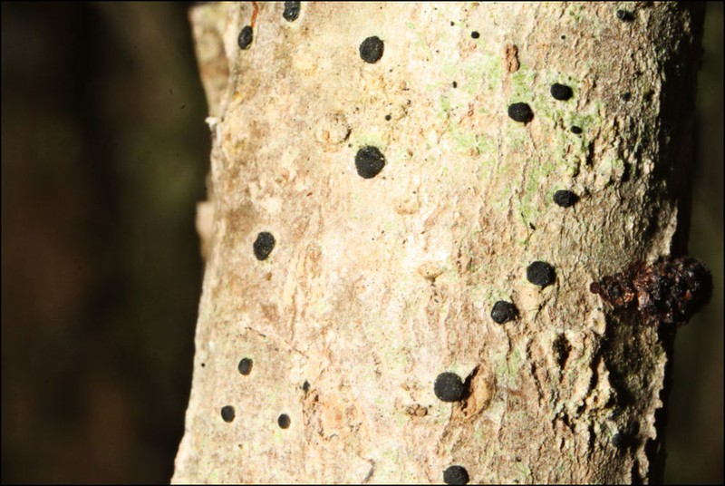 Megalaria Lichen photo 6