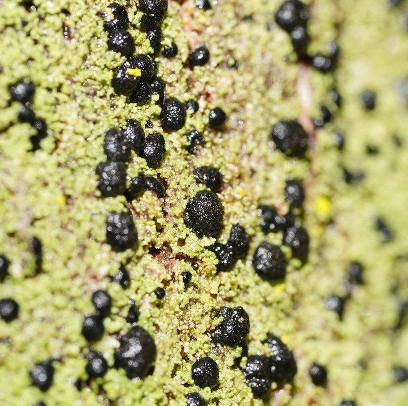 Megalaria Lichen photo 7