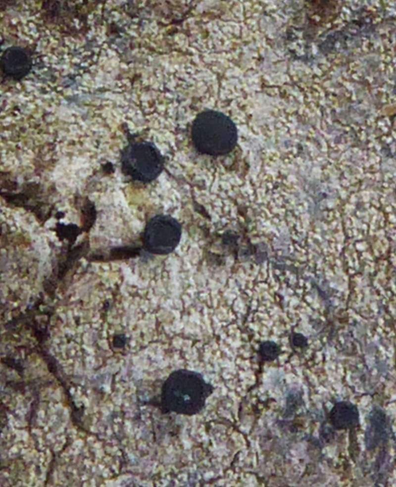 Megalaria Lichen photo 8