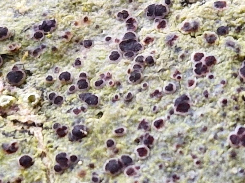 Megalaria laureri