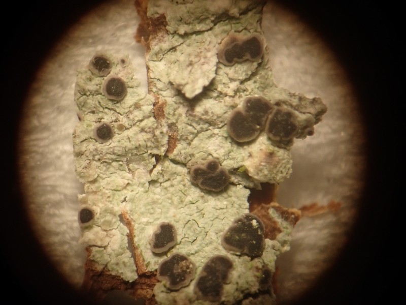Megalaria laureri photo 3