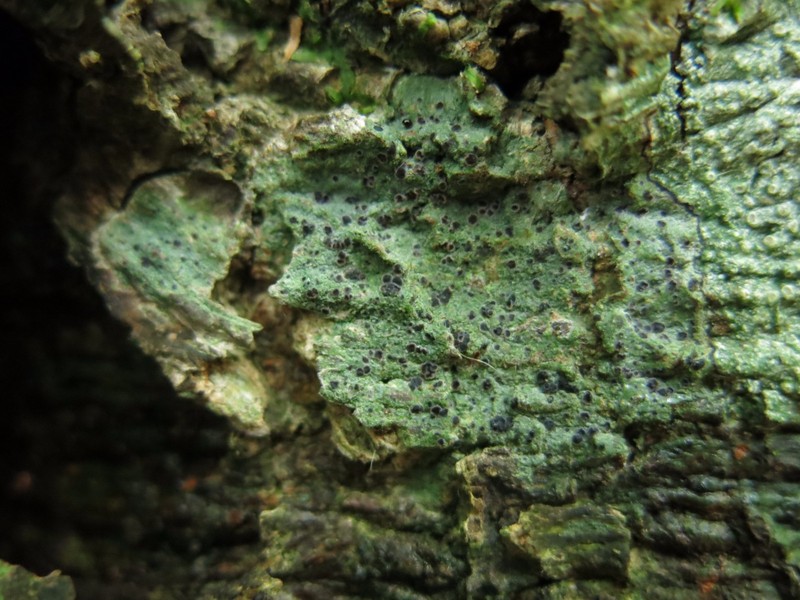 Megalaria laureri photo 4