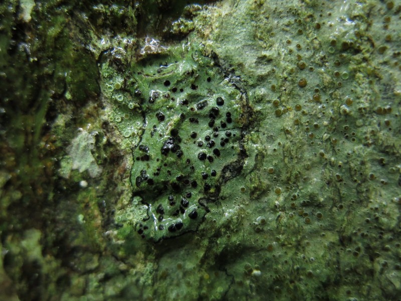 Megalaria laureri photo 5