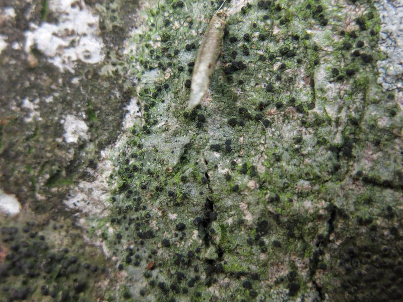 Megalaria laureri photo 6