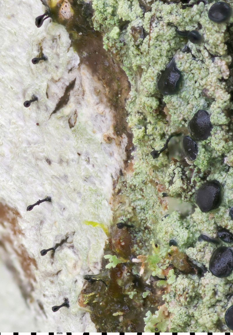 Megalaria pulverea photo 2