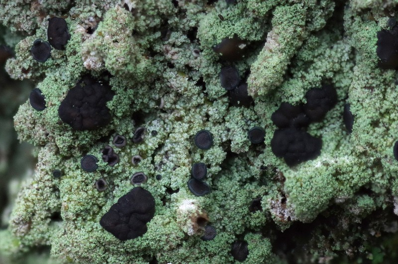 Megalaria pulverea photo 3