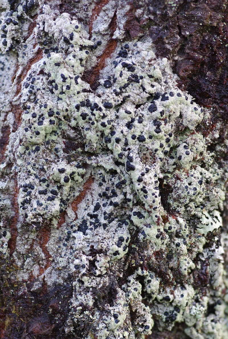 Megalaria pulverea photo 4