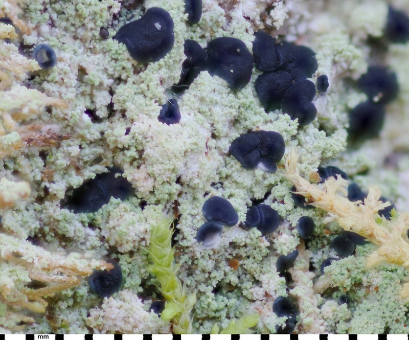 Megalaria pulverea photo 5